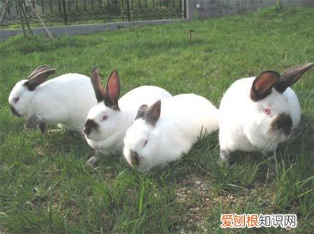 加利福尼亚兔聪明吗，加利福尼亚种兔