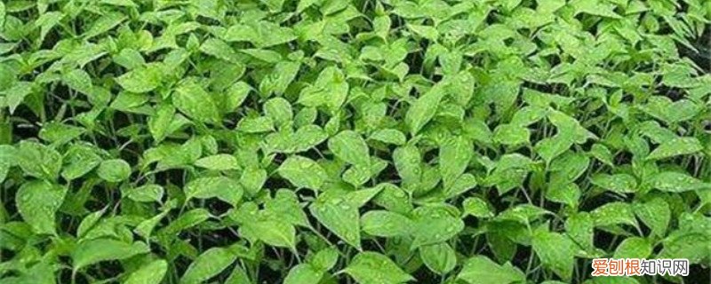 辣椒籽发芽温度 辣椒籽怎么发芽