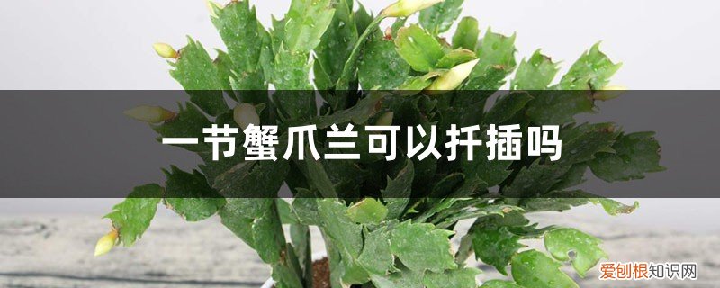一节蟹爪兰可以扦插吗视频 一节蟹爪兰可以扦插吗