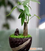 发财树冬天怎么浇水 冬天发财树如何浇水