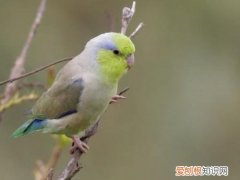 太平洋鹦鹉怎么样，太平洋鹦鹉缺点