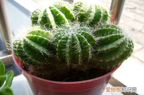 图 新手养花需要注意什么(新手怎么养花才能养好)