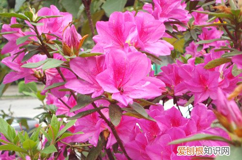 图 杜鹃花怎么浇水 杜鹃花浇水方法