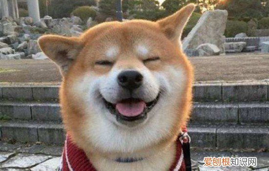 秋田犬和柴犬为什么长的像 和秋田犬长得像的狗