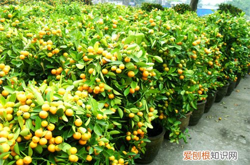 图 盆栽桔子开花不结果怎么办？(盆栽桔子树不开花怎么回事)
