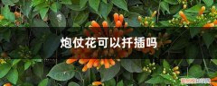 炮仗花可以扦插吗 炮仗花可以扦插吗