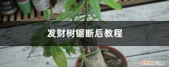 发财树锯了树干后怎么处理 发财树锯断后教程