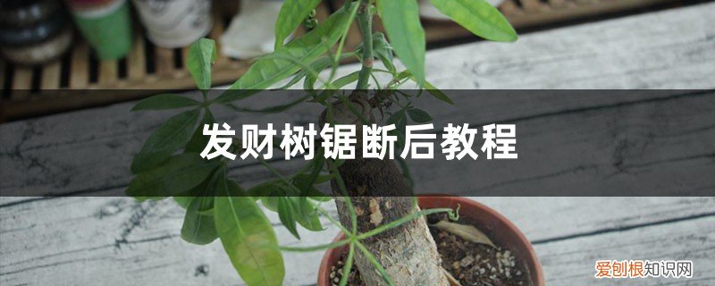 发财树锯了树干后怎么处理 发财树锯断后教程