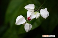 图 怎样让龙吐珠开花 龙吐珠育蕾时该怎么做？