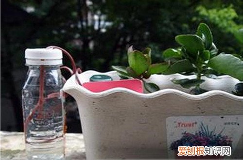 图 家中无人怎么浇花 家中无人怎么给花浇水