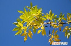 图 为什么植物叶子容易发黄 植物叶子容易发黄怎么办