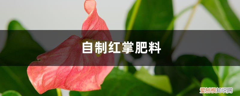 自制红掌肥料视频 自制红掌肥料