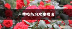 月季枝条泡水生根法图片 月季枝条泡水生根法