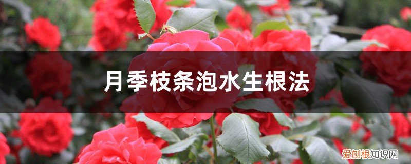 月季枝条泡水生根法图片 月季枝条泡水生根法