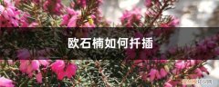 欧石楠如何扦插视频 欧石楠如何扦插