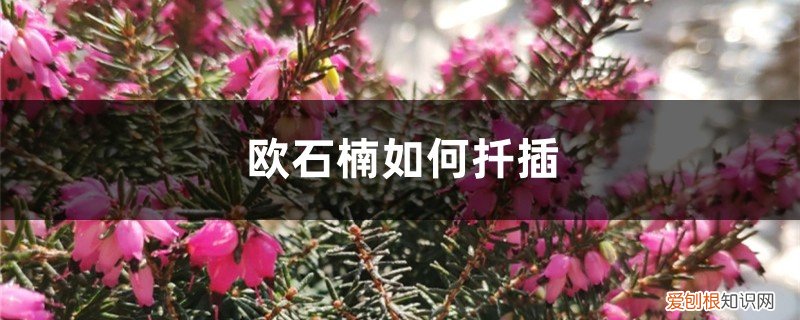 欧石楠如何扦插视频 欧石楠如何扦插