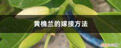 黄桷兰的嫁接方法和技术 黄桷兰的嫁接方法