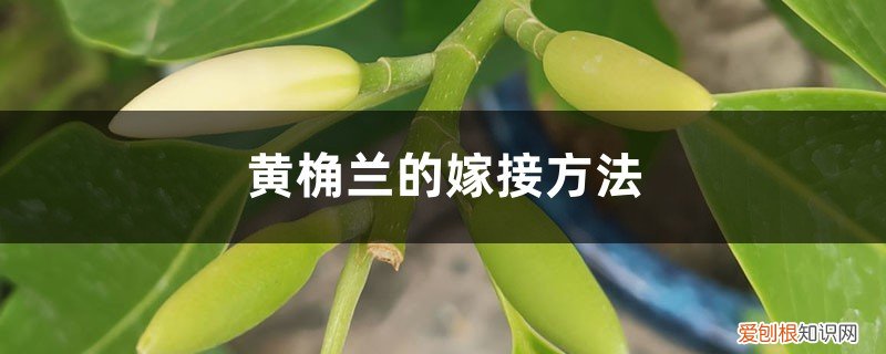 黄桷兰的嫁接方法和技术 黄桷兰的嫁接方法