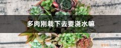 刚栽好的多肉要浇水吗 多肉刚栽下去要浇水嘛