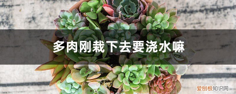 刚栽好的多肉要浇水吗 多肉刚栽下去要浇水嘛