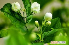 图 茉莉花没有叶子是怎么回事?(茉莉花没有叶子了)