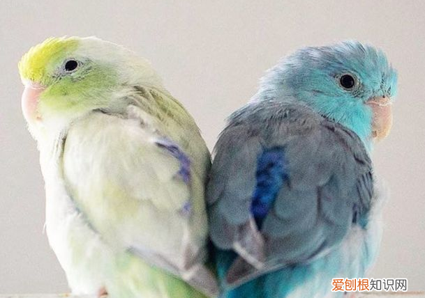 太平洋鹦鹉品种及价格