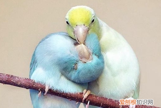 太平洋鹦鹉繁殖,太平洋鹦鹉繁殖困难