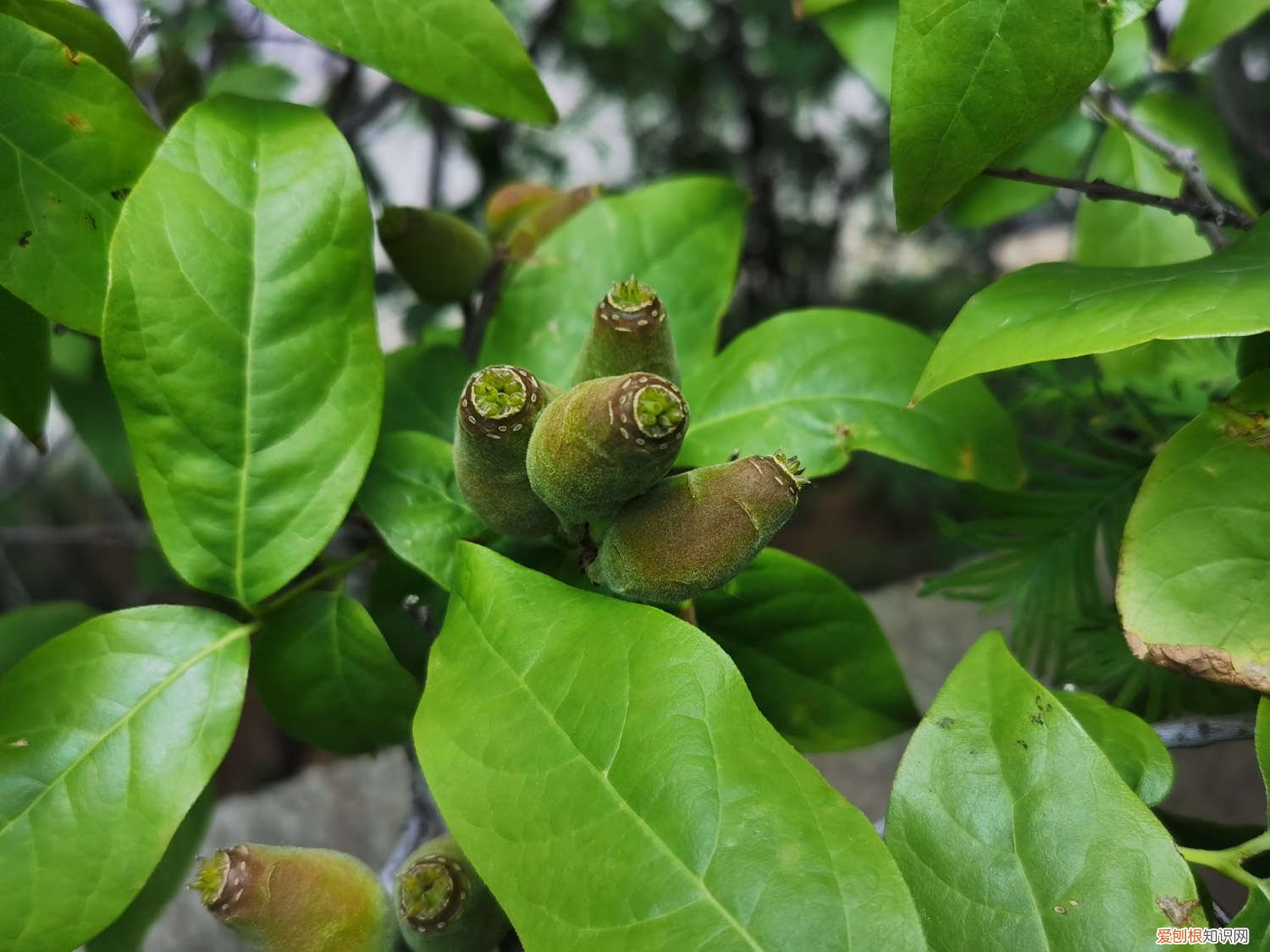 腊梅花怎样繁殖的 腊梅花怎样繁殖