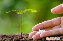 图）(花卉施肥的注意事项 花卉施肥有时间禁忌吗
