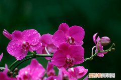 图 兰花冬季露养的方法介绍 兰花冬季有什么露养方法
