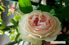 图 月季绒球系列大全介绍，月季绒球品种资料(月季 绒球)