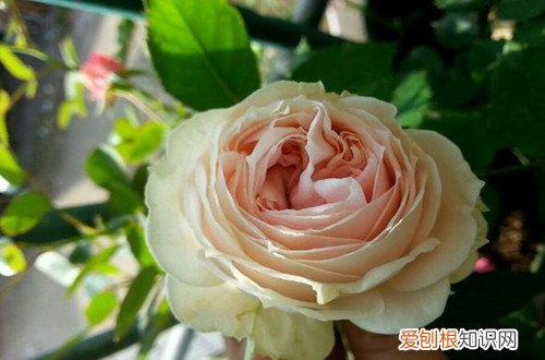 图 月季绒球系列大全介绍,月季绒球品种资料(月季 绒球)
