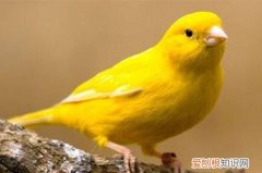 红玉鸟和黄玉哪个好，红玉鸟和黄玉哪个好看