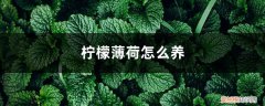柠檬薄荷怎么养 盆栽 柠檬薄荷怎么养