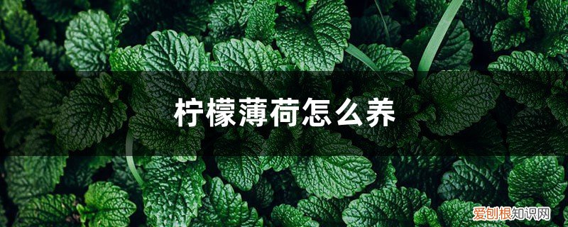 柠檬薄荷怎么养 盆栽 柠檬薄荷怎么养