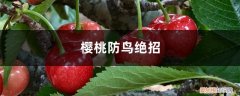 樱桃园防鸟的有效方法 樱桃防鸟绝招