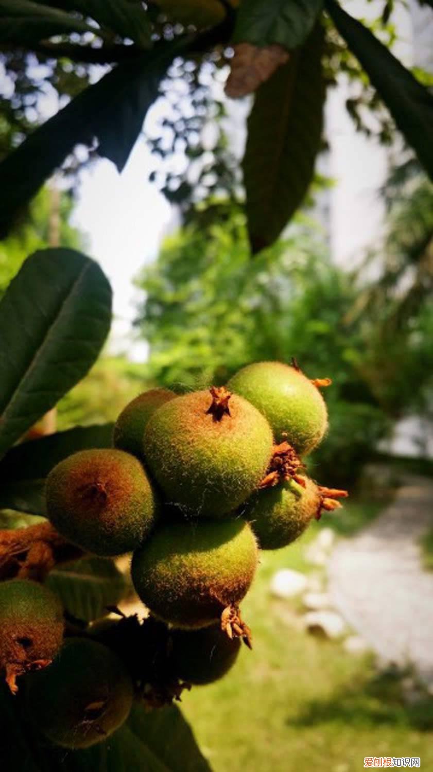 枇杷核种植的树需要嫁接吗 枇杷核怎么种植