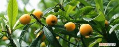 枇杷核种植的树需要嫁接吗 枇杷核怎么种植