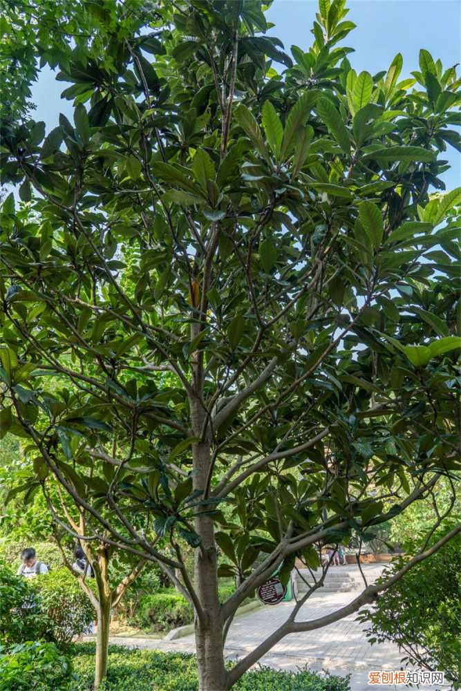枇杷核种植的树需要嫁接吗 枇杷核怎么种植
