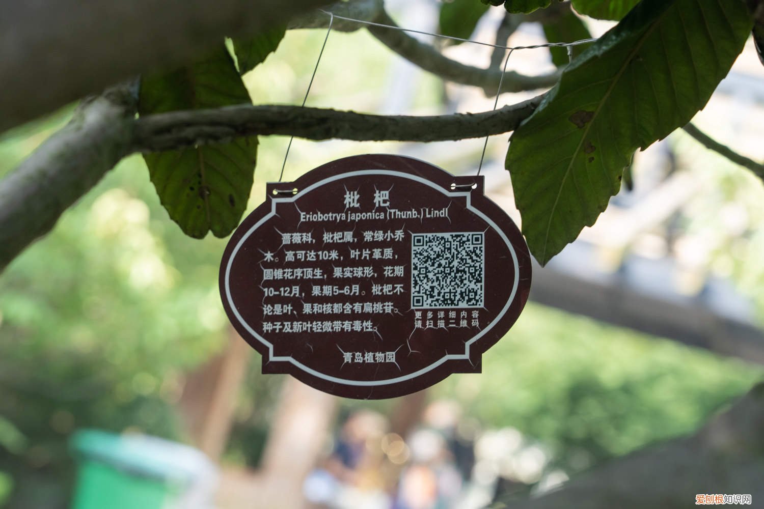枇杷核种植的树需要嫁接吗 枇杷核怎么种植