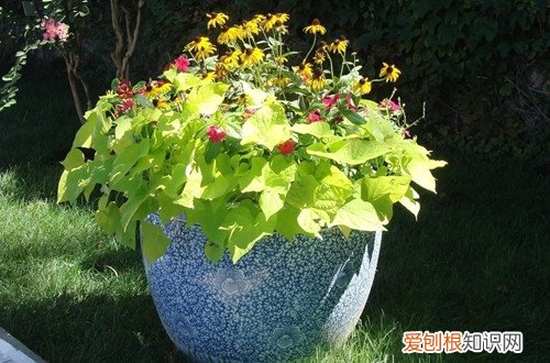 图 盆花早春怎么管理