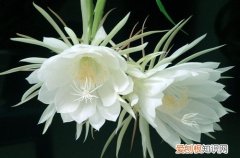图 适合南方种植的花卉有哪些？(适合在南方种植的花)