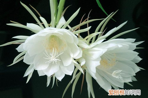 图 适合南方种植的花卉有哪些？(适合在南方种植的花)