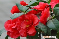 图 山茶花冬季养护方法(山茶花秋冬季养护)