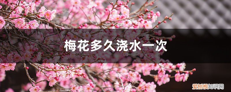 水梅花多久浇一次水 梅花多久浇水一次
