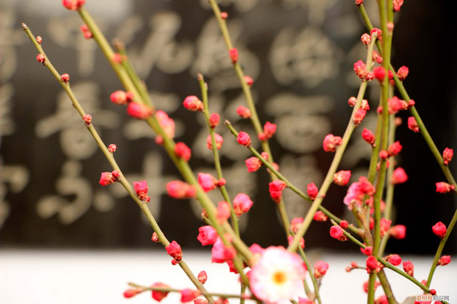 水梅花多久浇一次水 梅花多久浇水一次