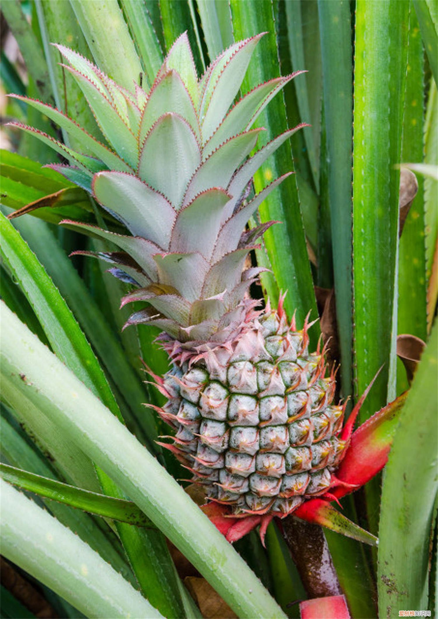 菠萝怎么栽培的种植技术 菠萝栽培方法