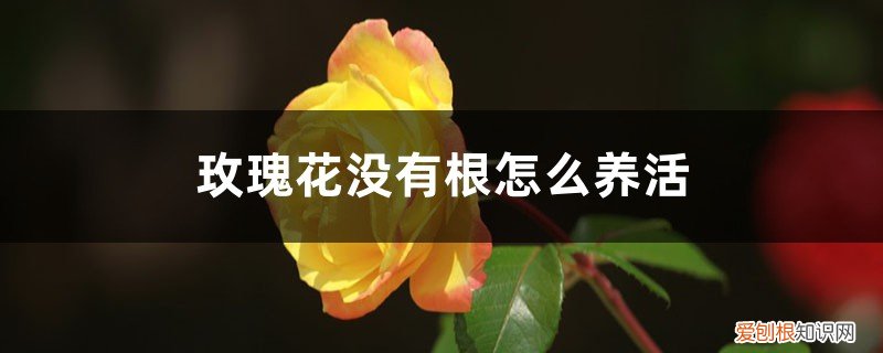 如何养没有根的玫瑰花 玫瑰花没有根怎么养活