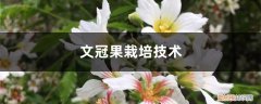文冠果栽培技术视频 文冠果栽培技术