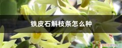 铁皮石斛枝条怎么种出来的 铁皮石斛枝条怎么种